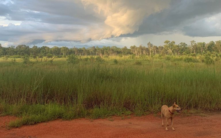 Rural Remote Dog Wildlife